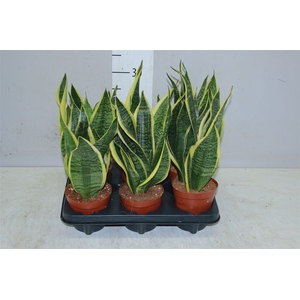Sanseveria Superba