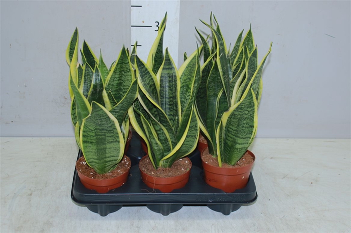 <h4>Sanseveria Superba</h4>
