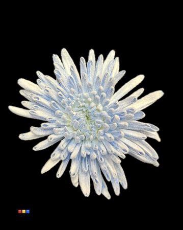 <h4>Chr G Ana Snow Blue</h4>