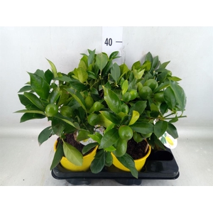 Citrofortunella floridana