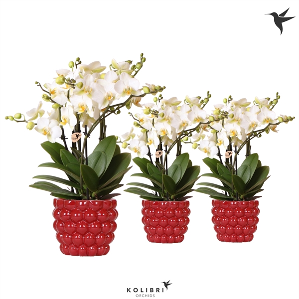 <h4>Kolibri Orchids Phalaenopsis Lausanne 6 spike in Berry pot</h4>