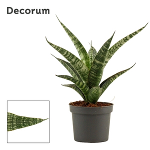 Sansevieria Tiger crown 9 cm (Decorum)