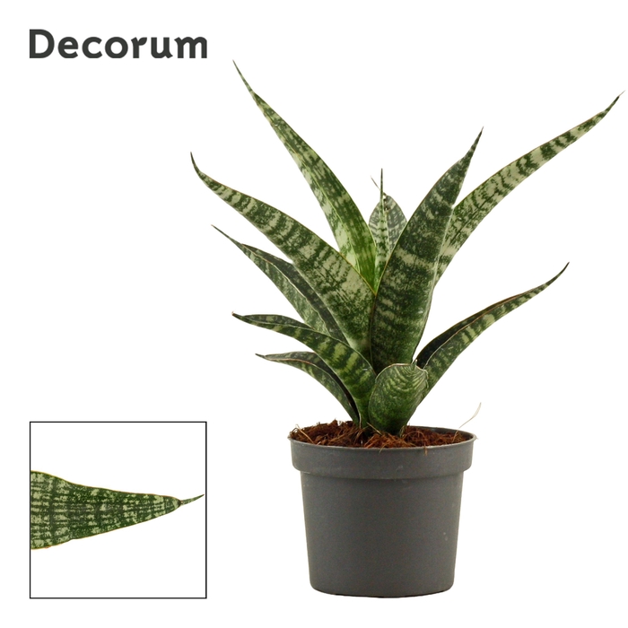 <h4>Sansevieria Tiger crown 9 cm (Decorum)</h4>