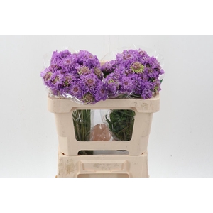 Scab At Bb Scoop Ube