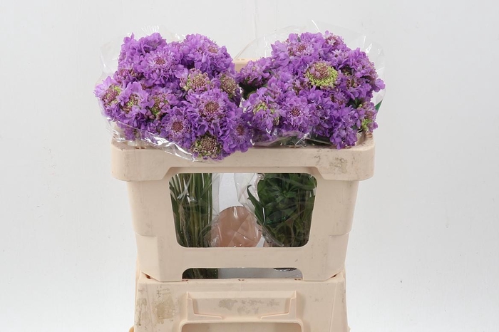 <h4>Scab At Bb Scoop Ube</h4>