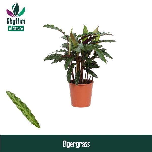 <h4>Calathea rufibarba 'Elgergrass'</h4>