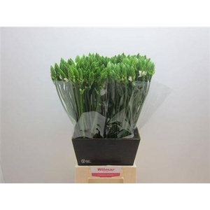 Ornit Thyrsoides 60cm