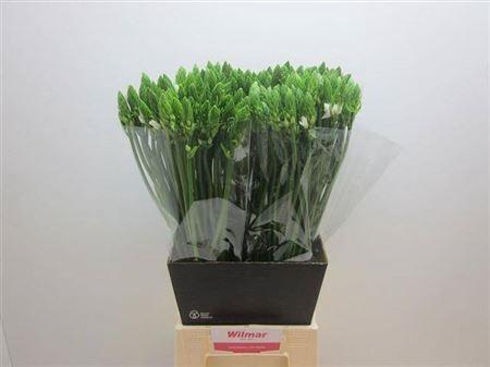 <h4>Ornit Thyrsoides 60cm</h4>