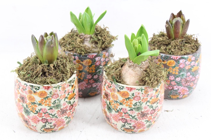 <h4>arr4 Hyacint FL - Late fashion x12</h4>