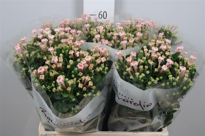 <h4>Bou En Sweet Jewel</h4>