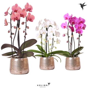 Kolibri Orchids Niagara fall 2spike Luxury pot silver