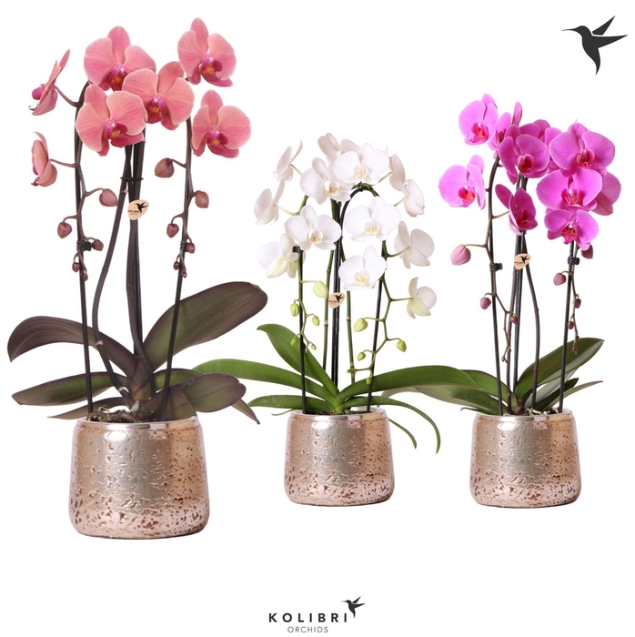 <h4>Kolibri Orchids Niagara fall 2spike Luxury pot silver</h4>
