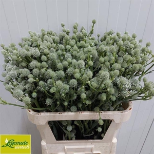 Eryngium Yu Mag Silver Globe Legemate