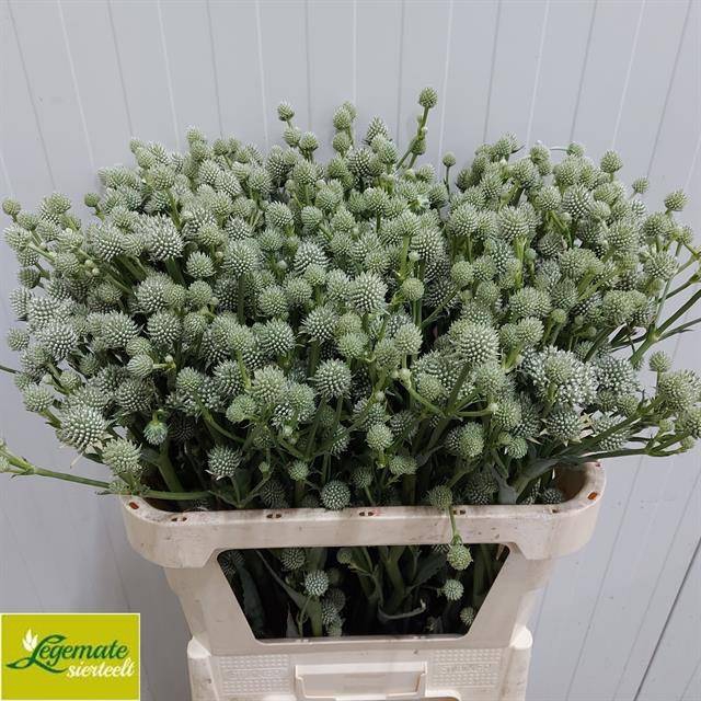 <h4>Eryngium Yu Mag Silver Globe Legemate</h4>
