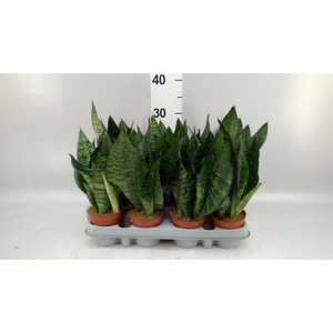 Sansevieria zeylanica