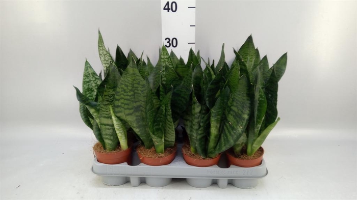 <h4>Sansevieria zeylanica</h4>