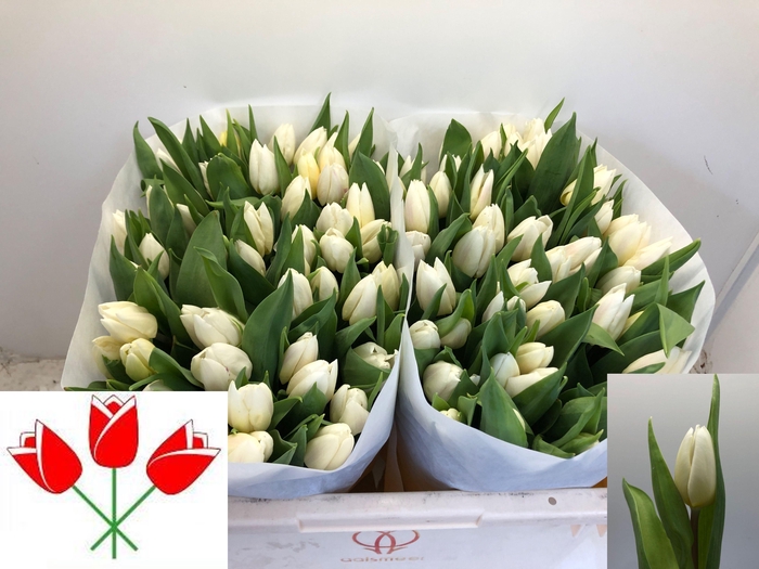 <h4>TU EN WHITE PRINCE</h4>