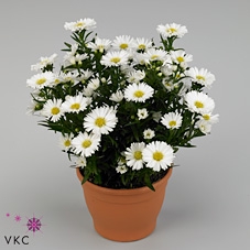 arr8 Aste Magic White
