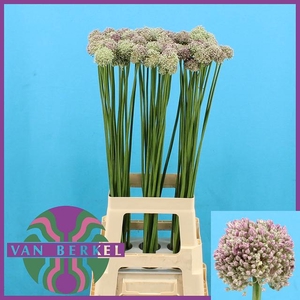 ALLIUM AMPELOPRASUM