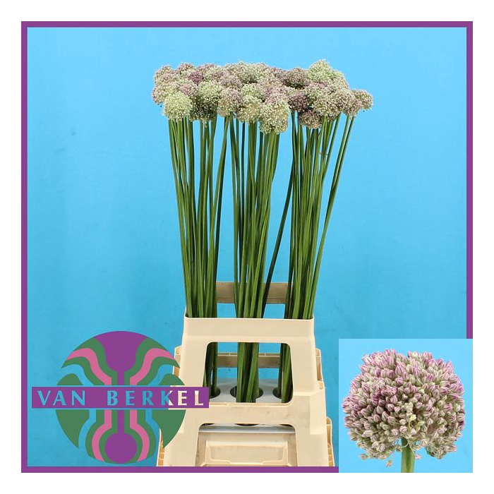<h4>ALLIUM AMPELOPRASUM</h4>