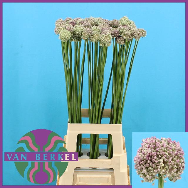 <h4>ALLIUM AMPELOPRASUM</h4>