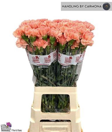 <h4>Di St Megan</h4>