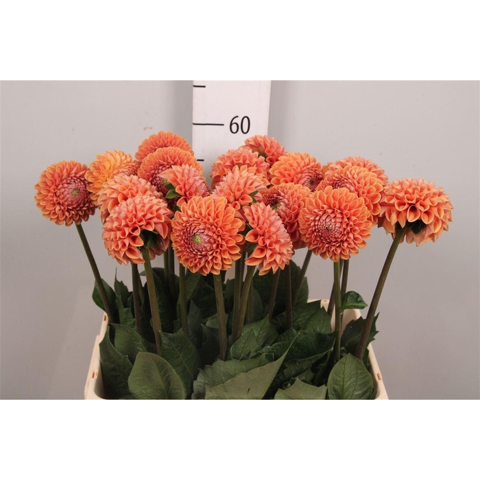 <h4>Dahl Bronze Cornel</h4>