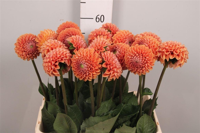 <h4>Dahl Bronze Cornel</h4>