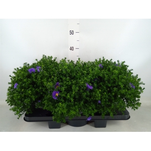 Aster dum. 'Alpha dk Purple Launch'