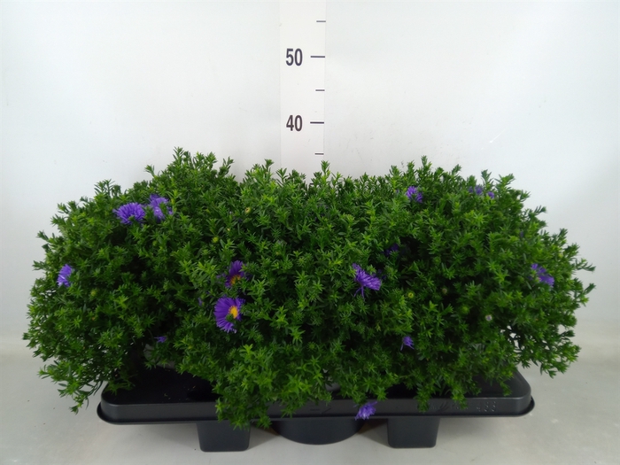 <h4>Aster dum. 'Alpha dk Purple Launch'</h4>