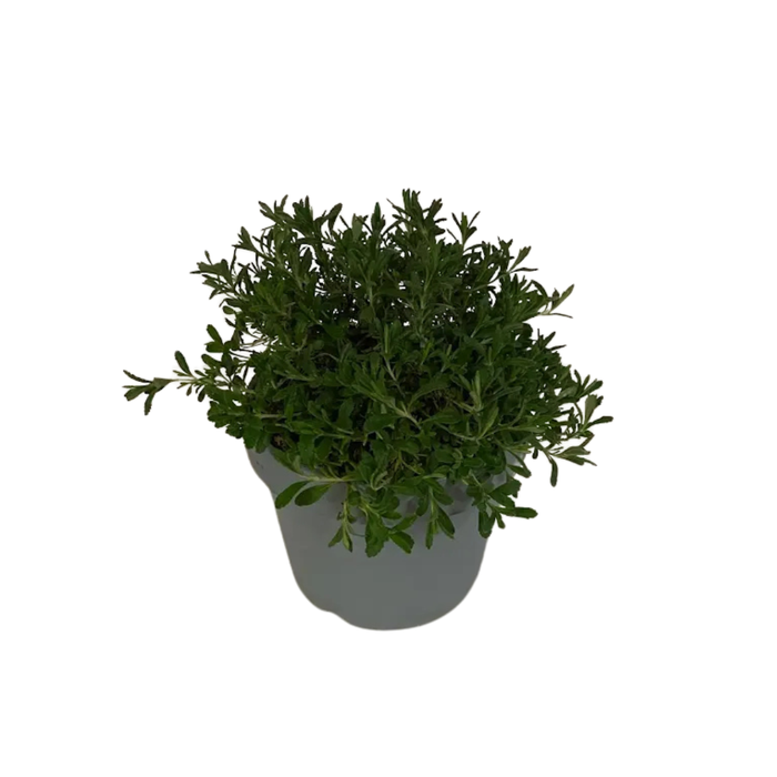 <h4>Teucrium fruticans</h4>