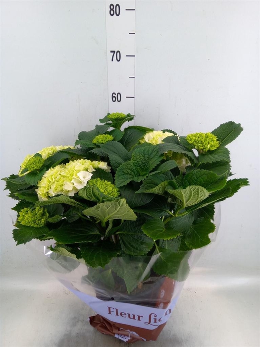 <h4>Hydrangea mac. 'Crystal Palace'</h4>
