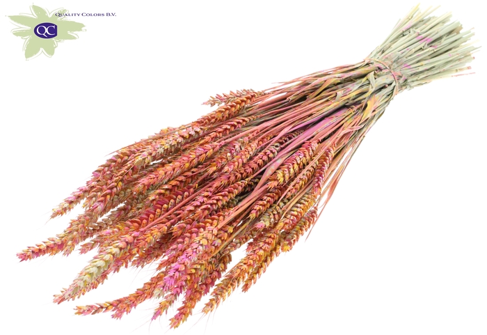 Triticum per bunch Multicolour Cerise