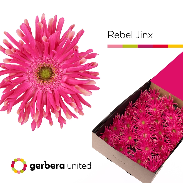 <h4>Gerbera Pasta Rebel Jinx Half doos</h4>