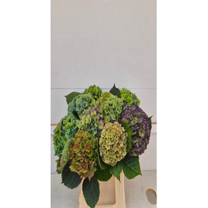 Hydrangea mix classic special