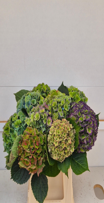 <h4>Hydrangea mix classic special</h4>