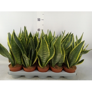 Sansevieria trifa. 'Futura Superba'