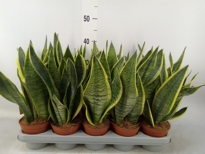<h4>Sansevieria trifa. 'Futura Superba'</h4>