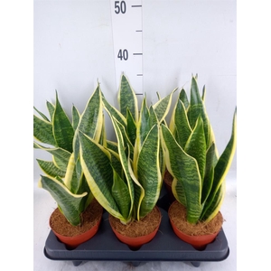 Sansevieria trifa. 'Futura Superba'