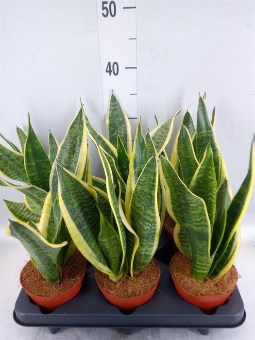 <h4>Sansevieria trifa. 'Futura Superba'</h4>