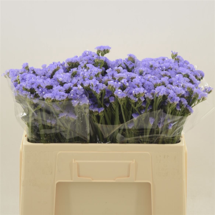 <h4>Statice Sky Wings</h4>