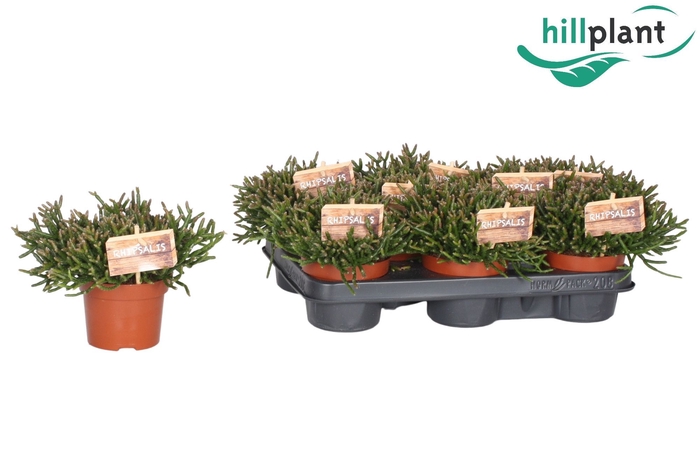 <h4>Rhipsalis Burchelli 10,5 cm</h4>