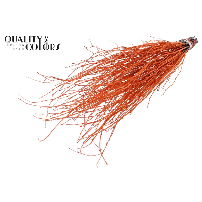 <h4>Birch 70cm 10stems per bunch Orange</h4>