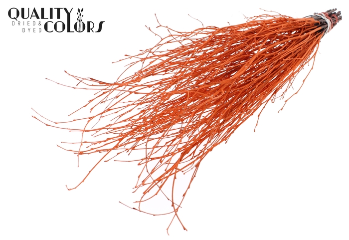 Birch 70cm 10stems per bunch Orange