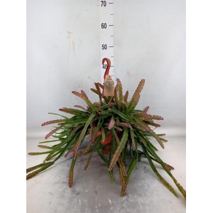 Lepismium cruciforme