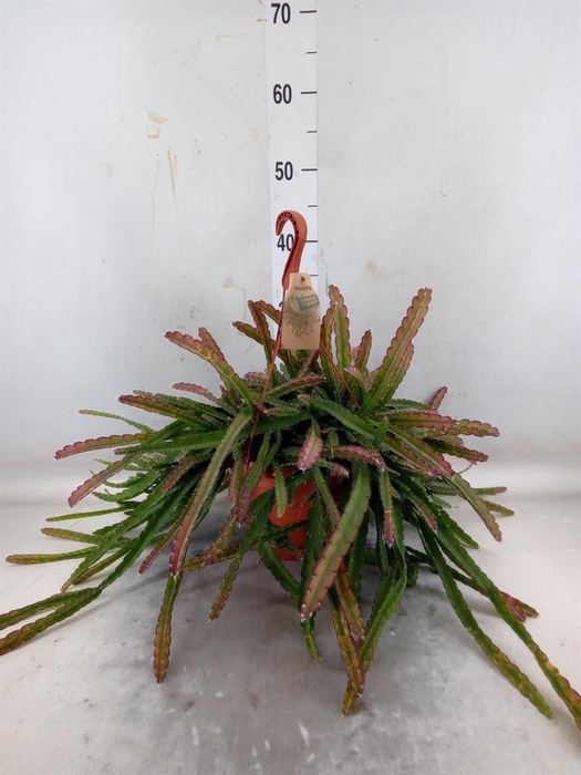 <h4>Lepismium cruciforme</h4>