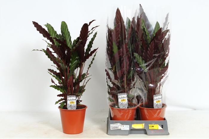 <h4>CALAT RUF WAVESTAR</h4>