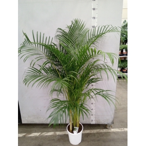Dypsis lutescens   ...Chrysalidoca