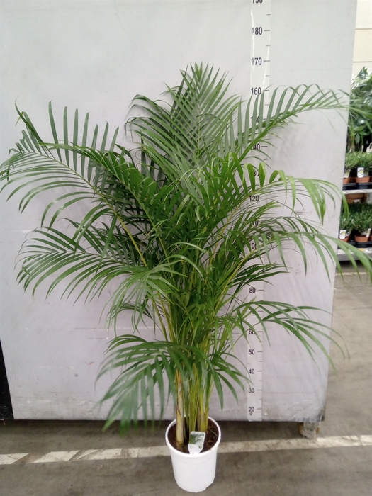 <h4>Dypsis lutescens   ...Chrysalidoca</h4>