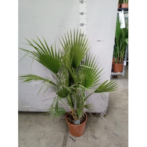 Washingtonia filifera